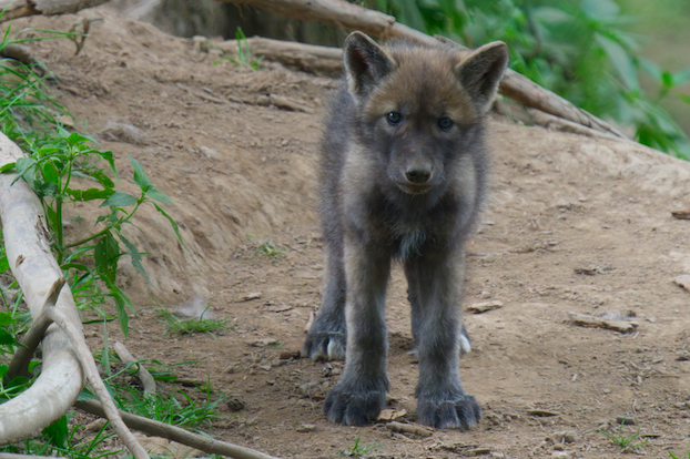 Wolf cub 2 J4